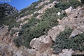 Carbonia-Barbusi: bosso delle Baleari