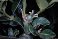 Carbonia-Barbusi: bosso delle Baleari Carbonia-Barbusi: bosso delle Baleari