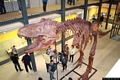 Carbonia-Serbariu: il Museo di Paleontologia e Speleologia Edouard Alfred Martel