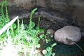 Carbonia-Necropoli di monte Crobu: interno della Tomba III
