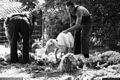 Curcuris-Casa Pinna Spada: festa della tosatura delle pecore Curcuris-Casa Pinna Spada: festa della tosatura delle pecore