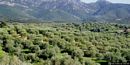 Serdiana: coltivazione di olivi nel territorio comunale