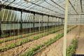 Domusnovas: bingia Manna: serre dell’Azienda agricola Corrias
