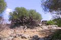 Dorgali: il nuraghe Neule: veduta d’insieme