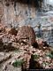 Dorgali-Villaggio di Tiscali: resti delle capanne del villaggio nuragico 