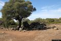 Dorgali-Villaggio nuragico di Serra Orrios: tempietto a tholos
