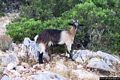 Dorgali-Cala Gonone: Una capra al pascolo