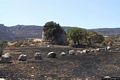 Florinas: il nuraghe Corvos
