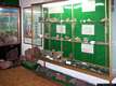 Fluminimaggiore-Museo Paleontologico: esposizione di resti fossili