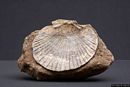 Genoni-Museo Paleontologico ed archeologico: fossile rinvenuto nel territorio