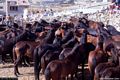 Genoni: la marchiatura dei cavallini della Giara