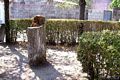 Ghilarza-Zuri: resti della foresta pietrificata Ghilarza-Zuri: resti della foresta pietrificata