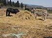 Giba: il parco degli Angeli