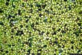 Gonnosfanadiga: le olive di Gonnosfanadiga
