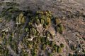 Guspini-resti del nuraghe polilobato su Bruncu ’e S’Orcu