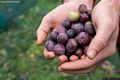 Ilbono: la coltivazione delle olive