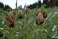 Ittiri-La produzione di carciofi