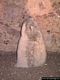 Laconi-Museo delle Statue menhir