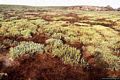 L’interno dell’isola di Mal di Ventre: vegetazione