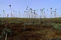 L’interno dell’isola di Mal di Ventre: vegetazione