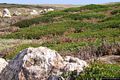 L’interno dell’isola di Mal di Ventre: macchia mediterranea