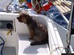 Il viaggio di rientro dall’isola di Mal di Ventre: la cagnetta Due a bordo della barca Il viaggio di rientro dall’isola di Mal di Ventre: la cagnetta Due a bordo della barca