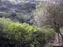 Mara: ingresso della grotta Sa Ucca de su Tintirriolu