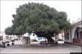 Masainas: in piazza chiesa si trova il gigantesco olivastro secolare chiamato Sa Matta e Sa Cruxi