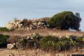 Mogoro-resti del nuraghe semplice su Conventu Mogoro-resti del nuraghe semplice su Conventu