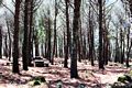 Morgongiori-La pineta di Is Benas