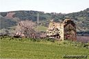 Narbolia: i ruderi della chiesa di Sant’Andrea Apostolo