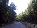 Narbolia-Is Arenas: strada attraverso la pineta