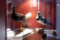 Nughedu Santa Vittoria-Museo naturalistico dell’Oasi d’Assai: esemplari impagliati di fauna sarda