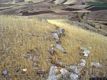 Nuraminis-resti del nuraghe complesso di Monte laonaxi