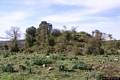 Nurri-resti del nuraghe Santu Pedru o Santu Perdu