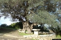 Oliena-chiesa campestre di San Giovanni: olivastro secolare