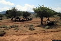 Orgosolo-L’ampio altopiano di Campu Su Murdegu