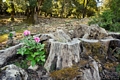 Orgosolo-La rosa peonia tra gli alberi