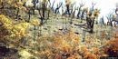Perdasdefogu: il paesaggio devastato dagli incendi Perdasdefogu: il paesaggio devastato dagli incendi