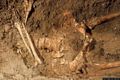 Perdasdefogu-Ossa di un reperto rinvenuto nella grotta Tueri