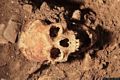 Perdasdefogu: cranio di un reperto rinvenuto nella grotta Tueri Perdasdefogu: cranio di un reperto rinvenuto nella grotta Tueri