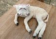 Un altro agnello malformato nato vicino al Poligono militare
