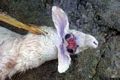 Un altro agnello malformato nato vicino al Poligono militare Un altro agnello malformato nato vicino al Poligono militare
