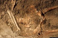 Perdasdefogu-Ossa di un reperto rinvenuto nella grotta Tueri