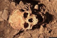 Perdasdefogu-Cranio di un reperto rinvenuto nella grotta Tueri Perdasdefogu-Cranio di un reperto rinvenuto nella grotta Tueri