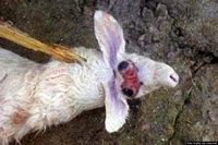 Un altro agnello malformato nato vicino al Poligono militare