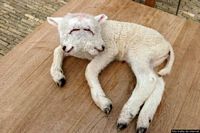 Un altro agnello malformato nato vicino al Poligono militare