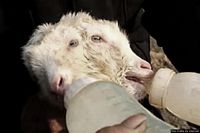 Un agnello a due teste nato vicino al Poligono militare Un agnello a due teste nato vicino al Poligono militare