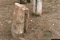Perfugas-Museo Archeologico e Paleobotanico: fossili vegetali provenienti dalle Foreste Pietrificate dell’Anglona
