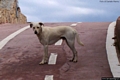 Porto Torres-Un cane sulla pista ciclabile a ridosso della spiaggia  dello Scoglio Ricco